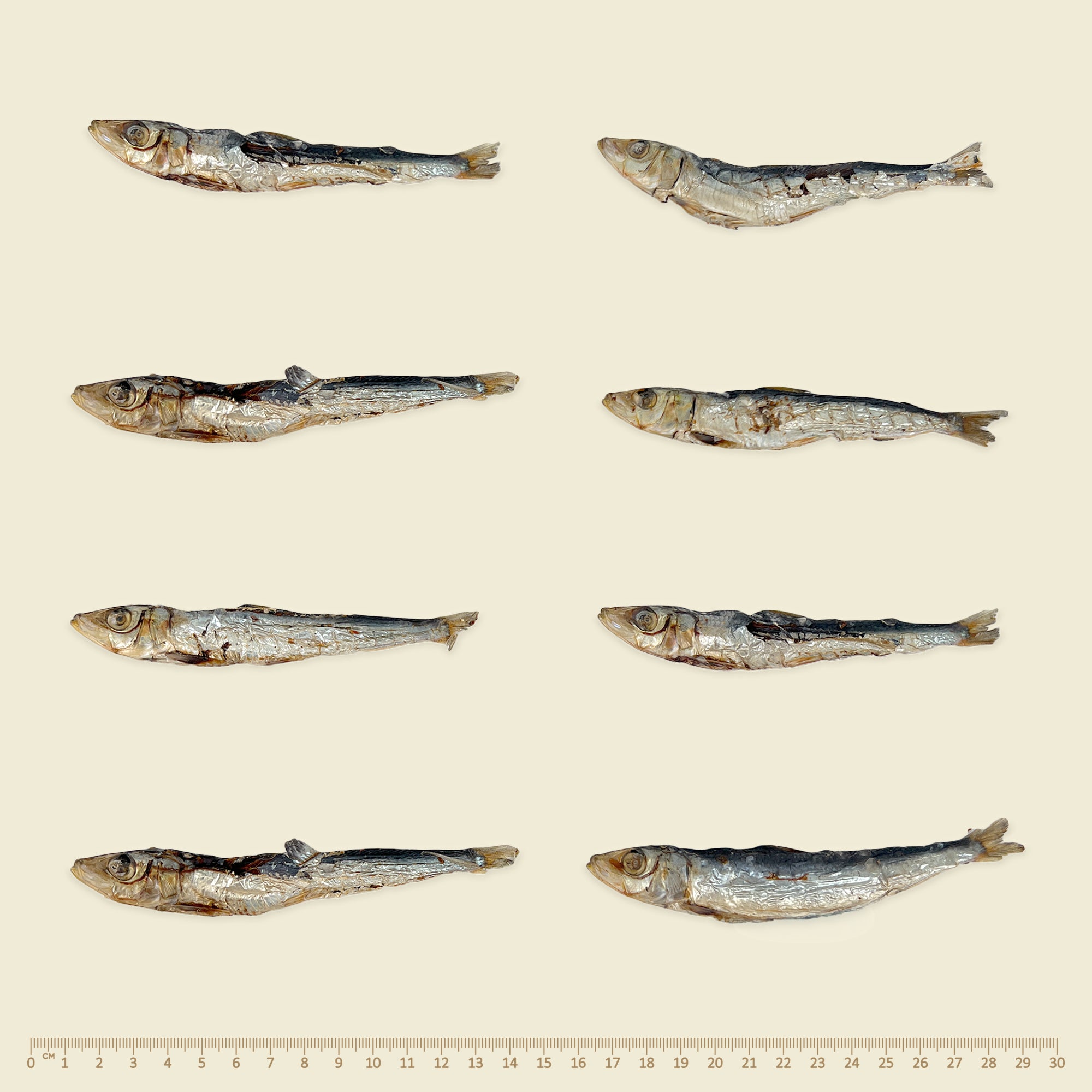 Southern Ocean Pilchards