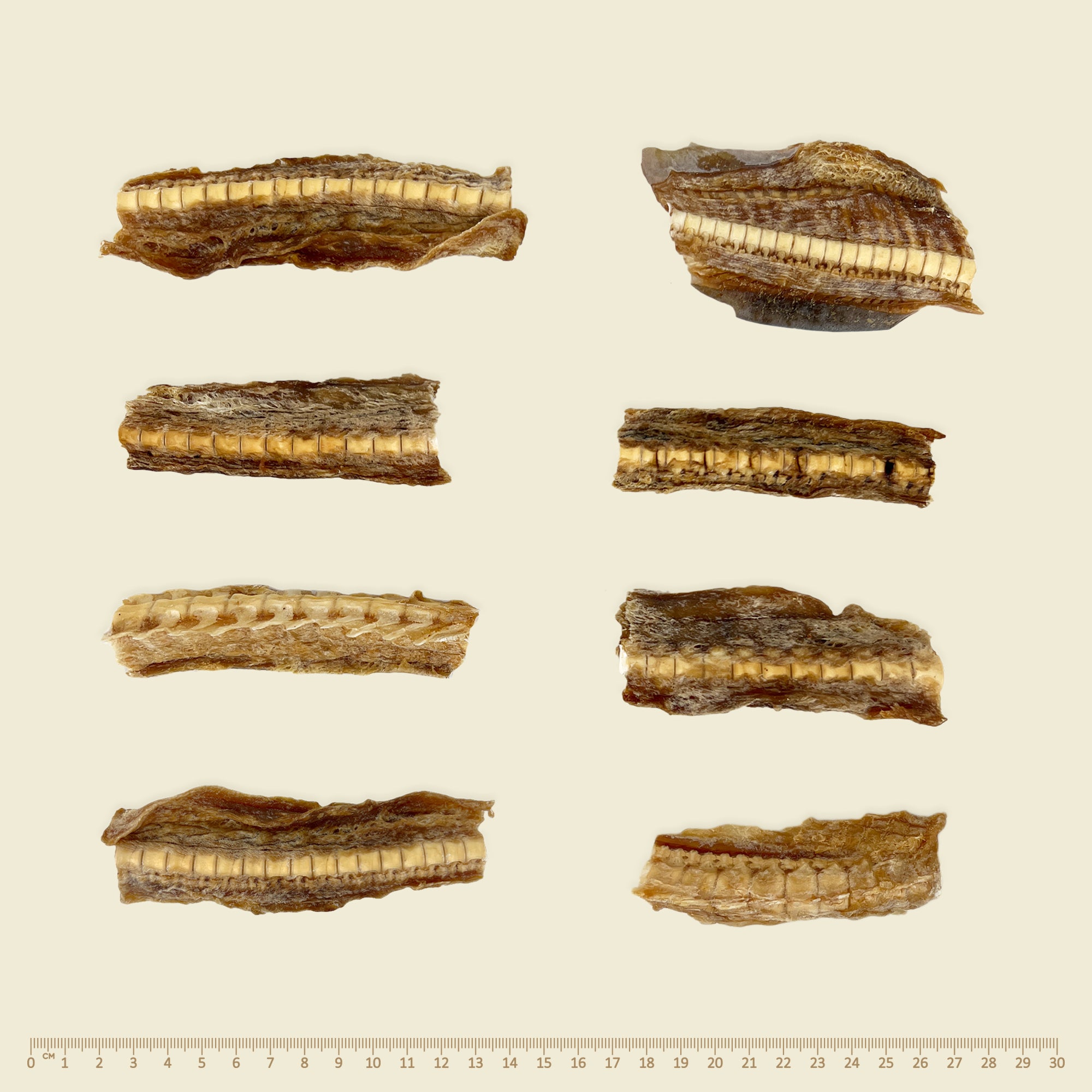 Southern Ocean Shark Cartilage